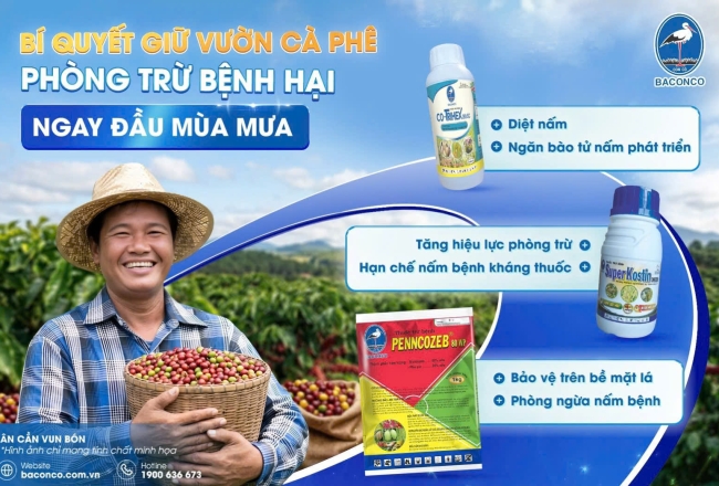 BÍ QUYẾT GIỮ VƯỜN CÀ PHÊ, PHÒNG TRỪ BỆNH HẠI NGAY ĐẦU MÙA MƯA 🌧️
