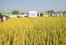 Giống lúa mới TBR85 ‘đốn tim’ nông dân bởi nhiều tính năng ưu việt