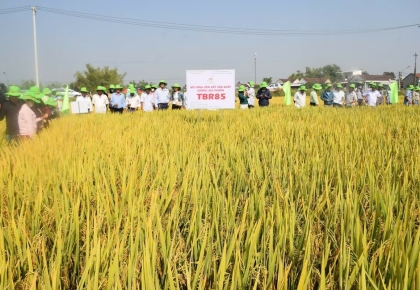 Giống lúa mới TBR85 ‘đốn tim’ nông dân bởi nhiều tính năng ưu việt