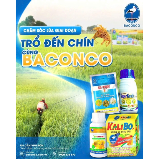 Bộ 3 Giải Pháp Toàn Diện Cho Giai Đoạn Lúa Trổ - Chín