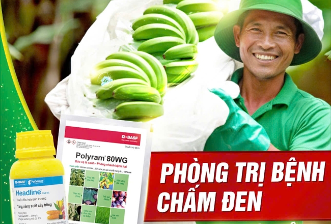 PHÒNG TRỊ BỆNH CHẤM ĐEN TRÊN CHUỐI
