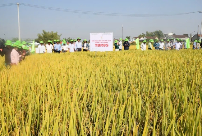 Giống lúa mới TBR85 ‘đốn tim’ nông dân bởi nhiều tính năng ưu việt