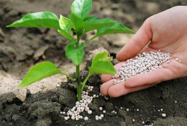 Kiểm soát bệnh thán thư luôn được nhà vườn trồng xoài đặt lên hàng đầu. Quản lý thành công loại (1) (1) (1) (1)