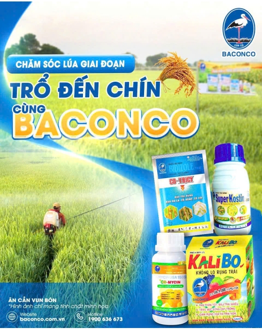 Bộ 3 Giải Pháp Toàn Diện Cho Giai Đoạn Lúa Trổ - Chín